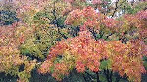 「四季桜」の画像検索結果