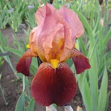 Image result for Light Harvest Gold 1977 Fedders