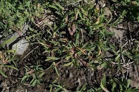 Image result for Chloris pycnothrix