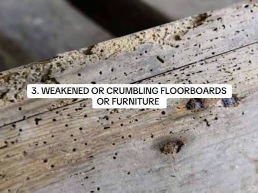 Woodworm in Furniture | TikTok