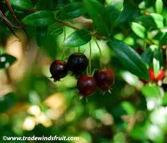 Image result for Chilean guava images