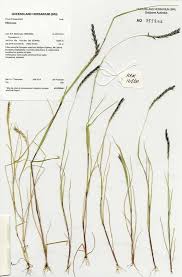 Image result for Elionurus tripsacoides