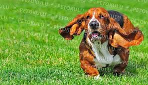 Basset Hound Cinsi Kopek Egitimi Ve Ozellikleri Pet Okulu