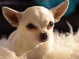 Timeline Photos Chihuahua Grandma Chihuahua Dog Mixed Breed Toy Chihuahua