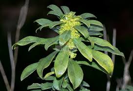 Image result for Synandrodaphne paradoxa