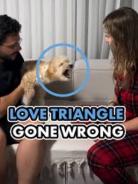 Image result for invalid dog wheelset