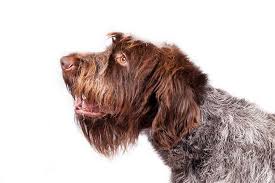 It's also free to list your available puppies and litters on our site. Wirehaired Pointing Griffon Dog Breed Information