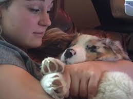 NiYu Australian Shepherds