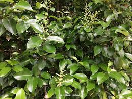 Image result for Ligustrum lucidum