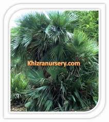 Description du palmier nain nanorrhops ritchiana| plante propre a l'afganistan, elle se trouve a l'etat. Buy Nannorrhops Ritchiana Mazari Palms 3meter On Sale Ritchieana
