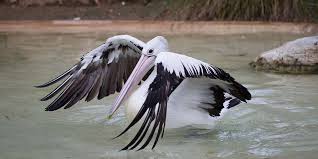Pelican is one of the largest birds in the world. Australian Pelican Information Adelaide Zoo