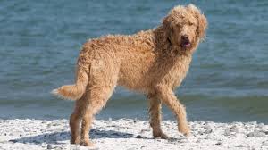 Nova scotia duck tolling retriever club (usa), bucks county kennel club, inc., kennel club of philadelphia, inc. Duck Toller Poodle Mix Online