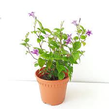 Image result for Asystasia