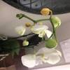 Vanilla orchids are made to bloom, so if yours isn't blooming, something may be wrong. 1
