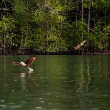 This branch of the university is a research center and the exhibition is primarily. Langkawi Unesco Global Geopark Layarlayar
