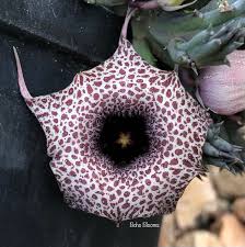 Image result for Huernia hislopii
