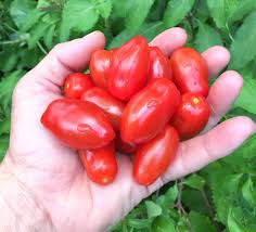 Image result for tomato San Marzano