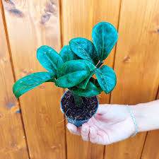 Image result for Zamiokulkas Zamioculcas