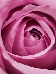❤ get the best pink rose flower wallpaper on wallpaperset. Free Photo Closeup Photography Of Pink Rose Flower Affection Macro Photography Valentine S Day Free Download Jooinn