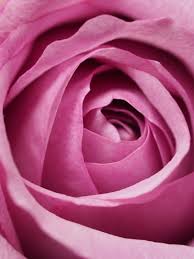 2,613 best flower free video clip downloads from the videezy community. Free Photo Closeup Photography Of Pink Rose Flower Affection Macro Photography Valentine S Day Free Download Jooinn