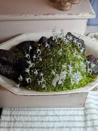 Image result for Utricularia striatula