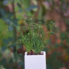 Image result for Albuca nigritana