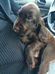 Cocker Spaniel Asks Are We Going To The Vet Spaniel Puppies Cocker Spaniel Puppies Dogs
