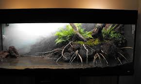 Click To Close Image Click And Drag To Move Use Arrow Keys For Next And Previous Aquascape Aquarium Aquascape Aquarium