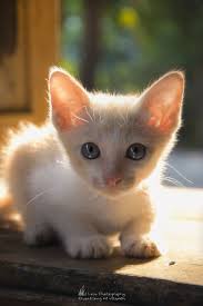 Pin By Qasim Mughal On Nice Cute Cats Kittens Cutest Pretty Cats