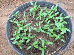 How To Grow Marigolds Growing Marigolds Planting Marigolds Planting Flowers