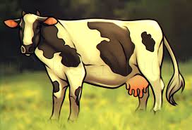 Draw a squiggly line following the shape in the picture. How To Draw A Cow Step By Step Drawing Guide By Dawn Dragoart Com