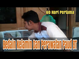 Ciri sogok ontong/sogon jantan dan betina. Cara Membedakan Paud Blackthroat Jantan Dan Betina Youtube