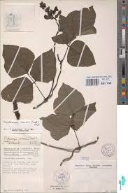 Image result for Psophocarpus scandens