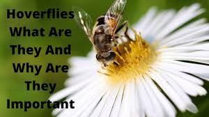 I've spent ages watching them in the garden this week. Hoverflies What Are They And Why Are They Important Growing Guides