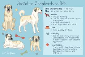 anatolian shepherd full profile history and care