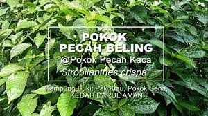 So please help us by uploading 1. Khasiat Pokok Pecah Beling Bukit Pak Kiau Pokok Sena Kedah Youtube