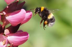 The only problem is that there are a couple more bees up on the top of the house, about 25 feet up. How To Get Rid Bumble Bees