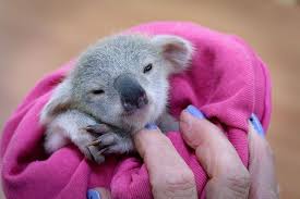 Magicalnaturetour Baby Koala Koala Bear Koala