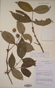 Image result for Memecylon sp. D