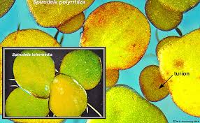 Image result for Spirodela polyrrhiza