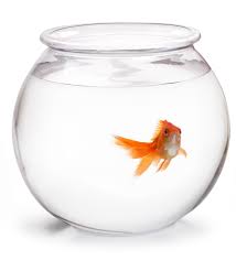 Pin On Goldfish
