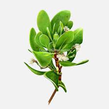 Image result for Scaevola plumieri