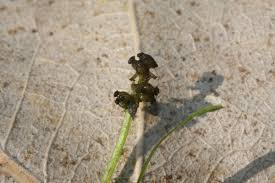 Image result for Potamogeton pusillus