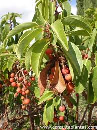 Image result for Andrachne