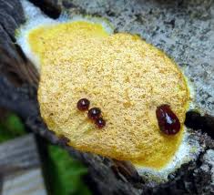 Yellow slime mold growing on a log. Pin On Intelligent Slime Molds
