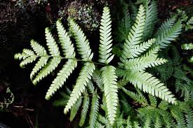 Image result for Pteris commutata