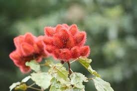 Collect the pods after they dry on the plant. Bixa Orellana Wikipedia