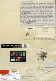 Image result for Euploca katangensis