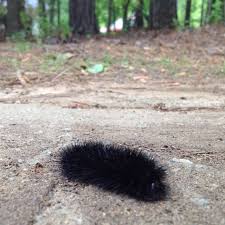 Black And Red Fuzzy Caterpillar Our Very Own Two Inch Long Fuzzy Caterpillar