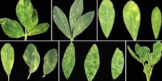 Image result for Alfalfa mosaic virus